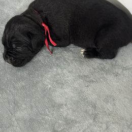 Burgundy - Black male Cane Corso puppy in Pearland, Texas from Lonestar Corso Kennels