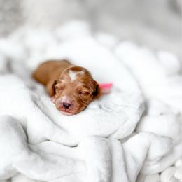 McLaren - Red  female Goldendoodle puppy in Springville, Utah from Happy Doodle