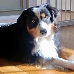 Dakota - Miniature American Shepherd