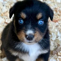 Luna - Black tri female Miniature Australian Shepherd puppy in Patterson, North Carolina from DreamLine Aussies