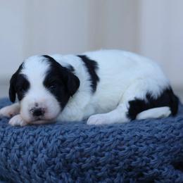 Caroline - Black and white female Bernedoodle puppy in Yuba City, California from Ranch House Doodles