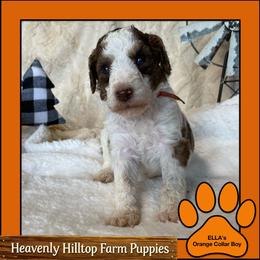 Ella's Orange Collar Boy - Parti male Poodle puppy in Charlo, Montana from Heavenly Hilltop Farm