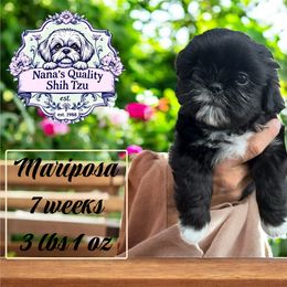 Mariposa - Black and white female Shih Tzu puppy in Sacramento, California from NANA’S  QUALITY SHIH TZU'S