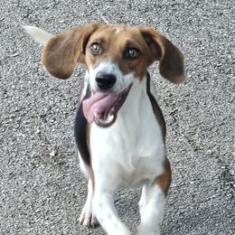 Minnie - Beagle
