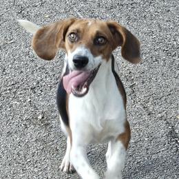 Minnie - Beagle