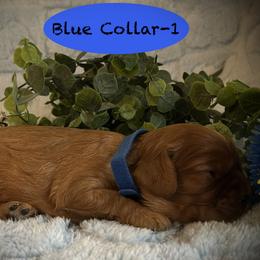 AKC Blue Collar-1 - Ruby male Cavalier King Charles Spaniel puppy in Augusta, Wisconsin from My Little Pups