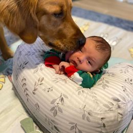 Golden Retriever Puppies from TC's Golden Ranch