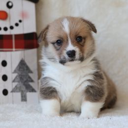 AJ - Red male Pembroke Welsh Corgi puppy in Morgantown, Pennsylvania from Goldstar Puppies (License Number 18519)