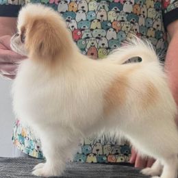 Japanese Chin puppies from Briarlea Japanese Chin