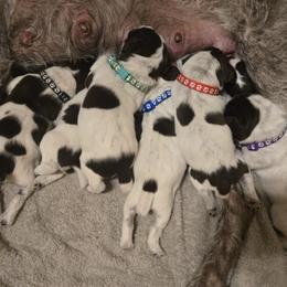 German Wirehaired Pointer Puppies from Show Me Kennels