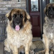 Leonbergers from Morning Star Leos