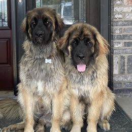 Leonbergers from Morning Star Leos