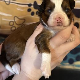 Girl 4 - Red tri-color female Aussiedoodle puppy in Hillsboro, Illinois from Perfect Paws Puppies