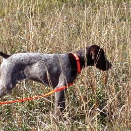 German Shorthaired Pointer All Grown Up from Twin Gabels GSPs