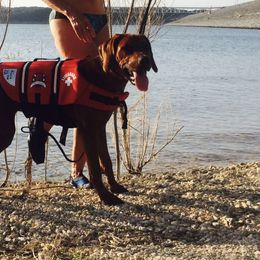 Rhodesian Ridgeback Puppies from Zambezi River Ridgebacks