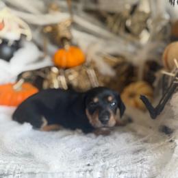 Black and tan 2 - Black and tan male Dachshund puppy in Wills Point, Texas from East Mini Dachshunds Texas