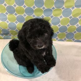 Havanese Puppies from Furever Fluffball Friends