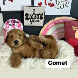 Boy 4- Comet - Apricot Goldendoodle puppy in Douglasville, Georgia from Poodles & Doodles by Design