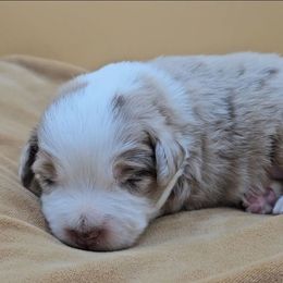 Pink collar girl - Red merle female Miniature American Shepherd puppy in Lexington, Kentucky from Deuce's Den
