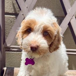 Purple collar Monica friends litter - Tri-color female Australian Labradoodle puppy in Fontana, California from Grammy's Puppy Love doodles and poodles
