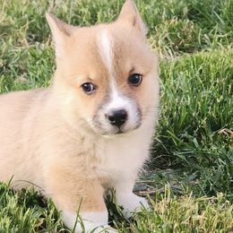 American Corgis and Pembroke Welsh Corgis from L2H Colorful Corgi's