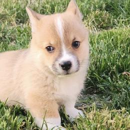 American Corgis and Pembroke Welsh Corgis from L2H Colorful Corgi's