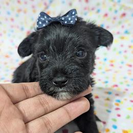 Buttercup - Black female Miniature Schnauzer puppy in Paris, Texas from Black Star Farm