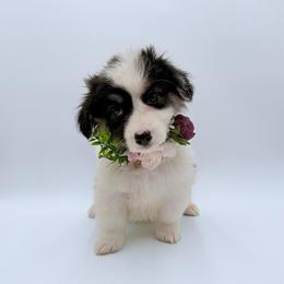 Mulan - Black and tan female Pembroke Welsh Corgi puppy in Vacaville, California from Hope_4thebay_Corgis