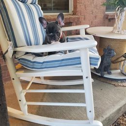 English Bulldog and French Bulldog Puppies from AdoraBull Bulldogs