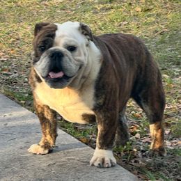 Cube - Bulldog