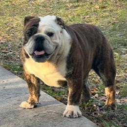 Cube - Bulldog