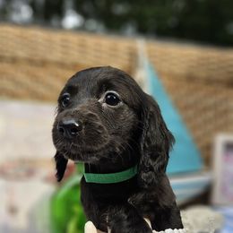 Star - Black female Dachshund puppy in Pocasset, Massachusetts from Dachs of the Bay