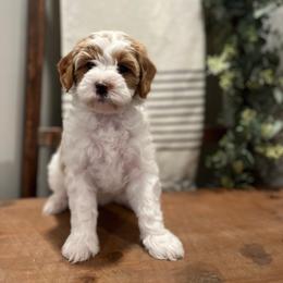 Bailey - White female Cavapoo puppy in Englewood, Ohio from Hart’s Cavapoos