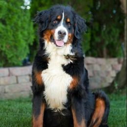 Feona - Black rust and white female Bernese Mountain Dog puppy in New Haven, Indiana from Milan Berners