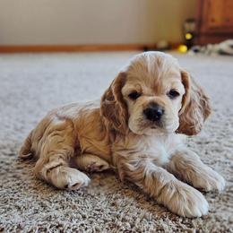 Dave - Buff male Cocker Spaniel puppy in Marshfield, Wisconsin from Gingerale Cockers and Cockapoos