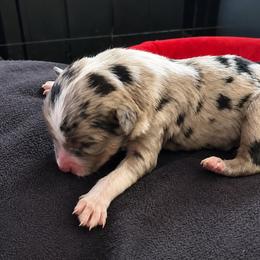 Jimmy Angelove - Blue merle male Australian Shepherd puppy in Chaplin, Connecticut from Mystic Moon