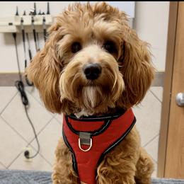 Goldendoodle All Grown Up from Scherrer Sweet Goldendoodles