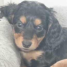 Lily (CKC Long-Hair Female-Embark Tested Parents) - Black and tan female Dachshund puppy in Monroe City, Indiana from Monroe’s Hillcrest Dachshunds