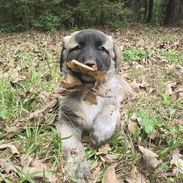 Anna - Fawn female Anatolian Shepherd Dog puppy in La Grange, Georgia from Florida Anatolian Shepherds