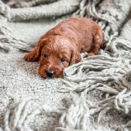 Yellow collar girl - Red  female Goldendoodle puppy in Spokane, Washington from Dream Doodles in Spokane WA