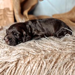 Ember - Chocolate female Australian Labradoodle puppy in Decatur, Alabama from Southern Meadows Doodles