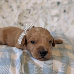 Robb - Apricot male Goldendoodle puppy in Rockledge, Florida from Bellady's Shihpoos
