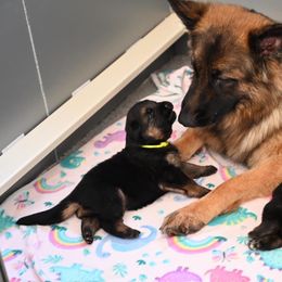 German Shepherd Puppies from Riverline Shepherds