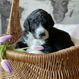 Bernedoodle Puppies from Creekside Doodles
