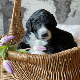Bernedoodle Puppies from Creekside Doodles