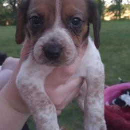 Beagles from Tudor Kennels