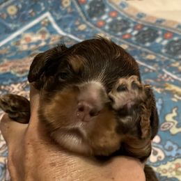 Rolo - Brown and tan male Cocker Spaniel puppy in Sautee Nacoochee, Georgia from Candy's Cockers