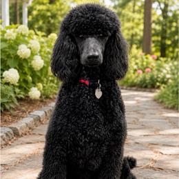SARA - Poodle