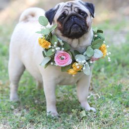 Dolly - Pug