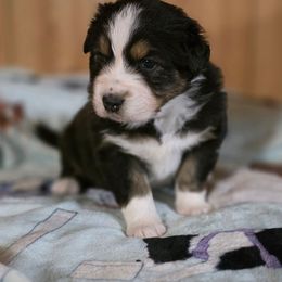 Drift - Black tri-color male Australian Shepherd puppy in Kenton, Tennessee from Carrotwood Australian Shepherds